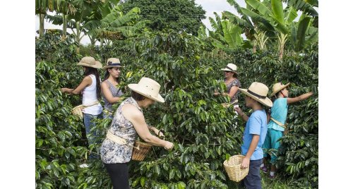 Recorrido Cafetero 